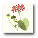 Ceramic Tile Trends - Wildflowers / Matte Crema Background