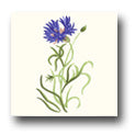 Ceramic Tile Trends - Wildflowers / Matte Crema Background