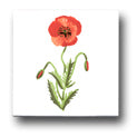 Ceramic Tile Trends - Wildflowers / White Background