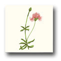 Ceramic Tile Trends - Wildflowers / Matte Crema Background